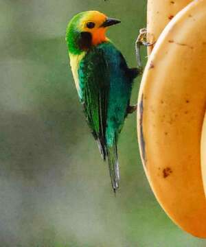 Imagem de Chlorochrysa nitidissima Sclater & PL 1874