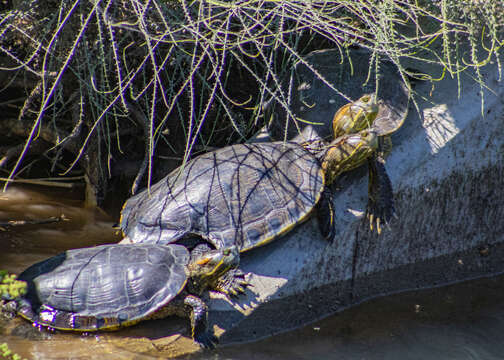 صورة Trachemys yaquia (Legler & Webb 1970)