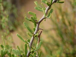 Bougainvillea spinosa (Cav.) Heimerl resmi