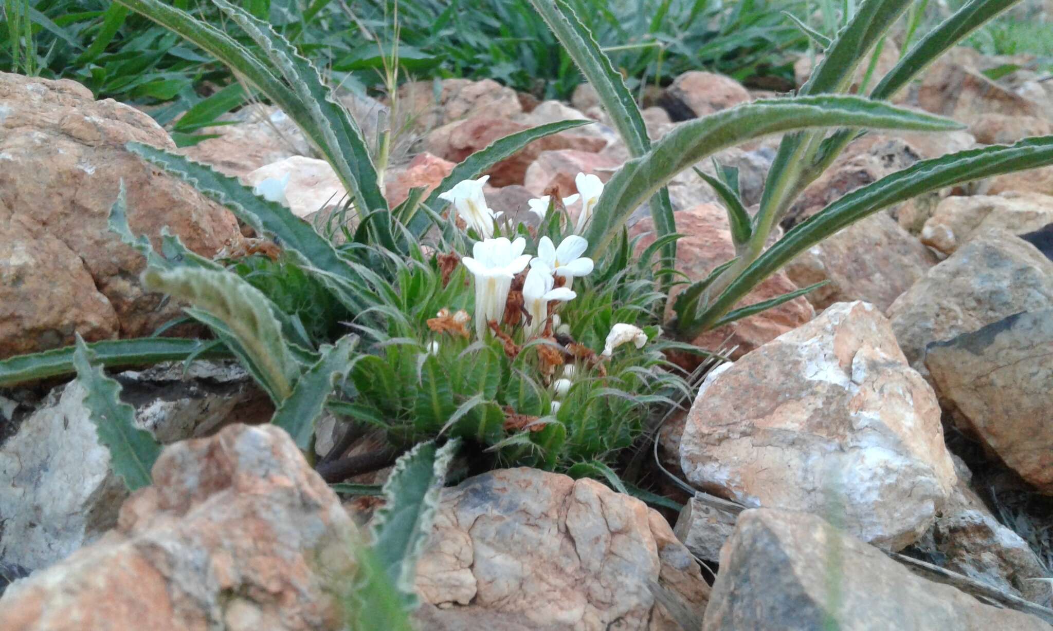 صورة Crabbea angustifolia Nees