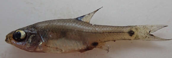 Image of Sickle barb