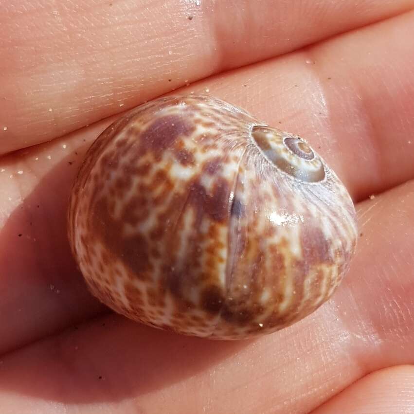 Image of Hebrew moon shell