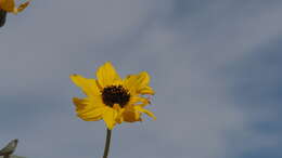 Image of Algodones sunflower