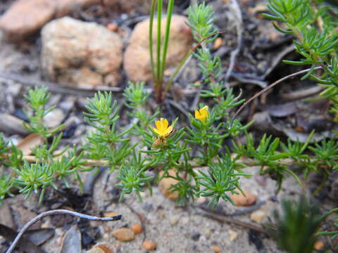 Слика од Aspalathus juniperina subsp. juniperina