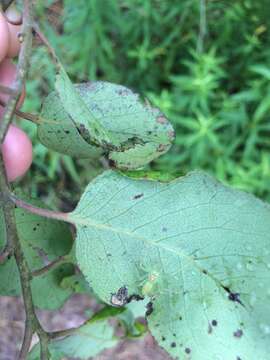 Image of Magnolia Green Jumper