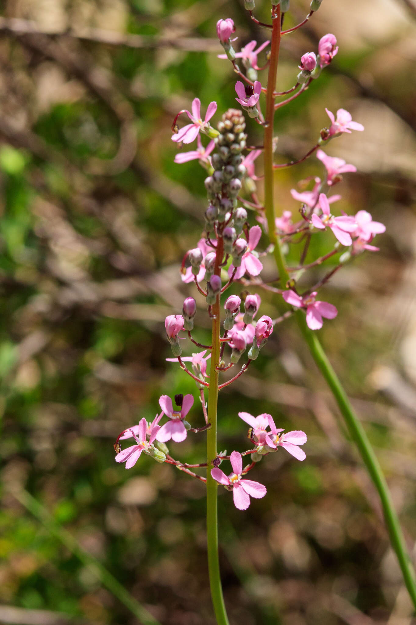 Image de Stylidium brunonianum Benth.