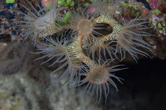 Image of jewel anemone