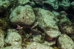 Sparisoma frondosum (Agassiz 1831) resmi