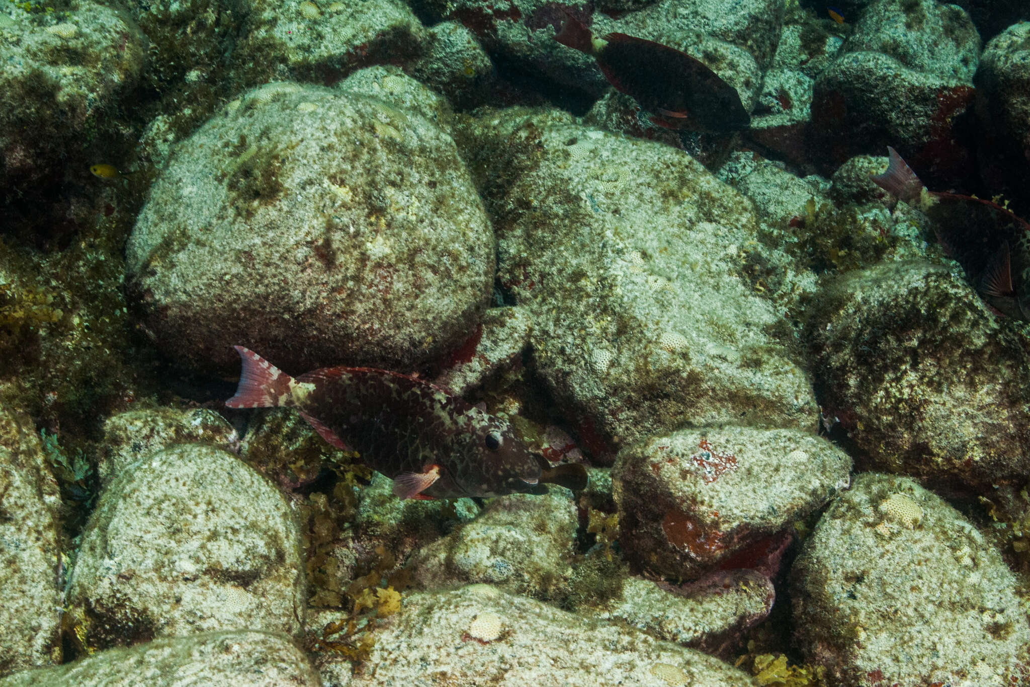 Sparisoma frondosum (Agassiz 1831) resmi