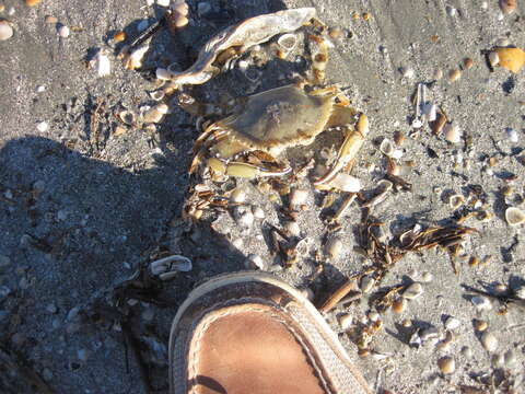 Image of ornate blue crab