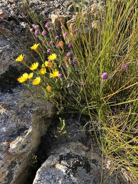 Image de Oedera decussata (L'Hér.) N. G. Bergh