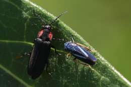 Graphocephala lugubris (Signoret 1854)的圖片