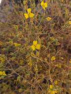 Image of threeray tarweed