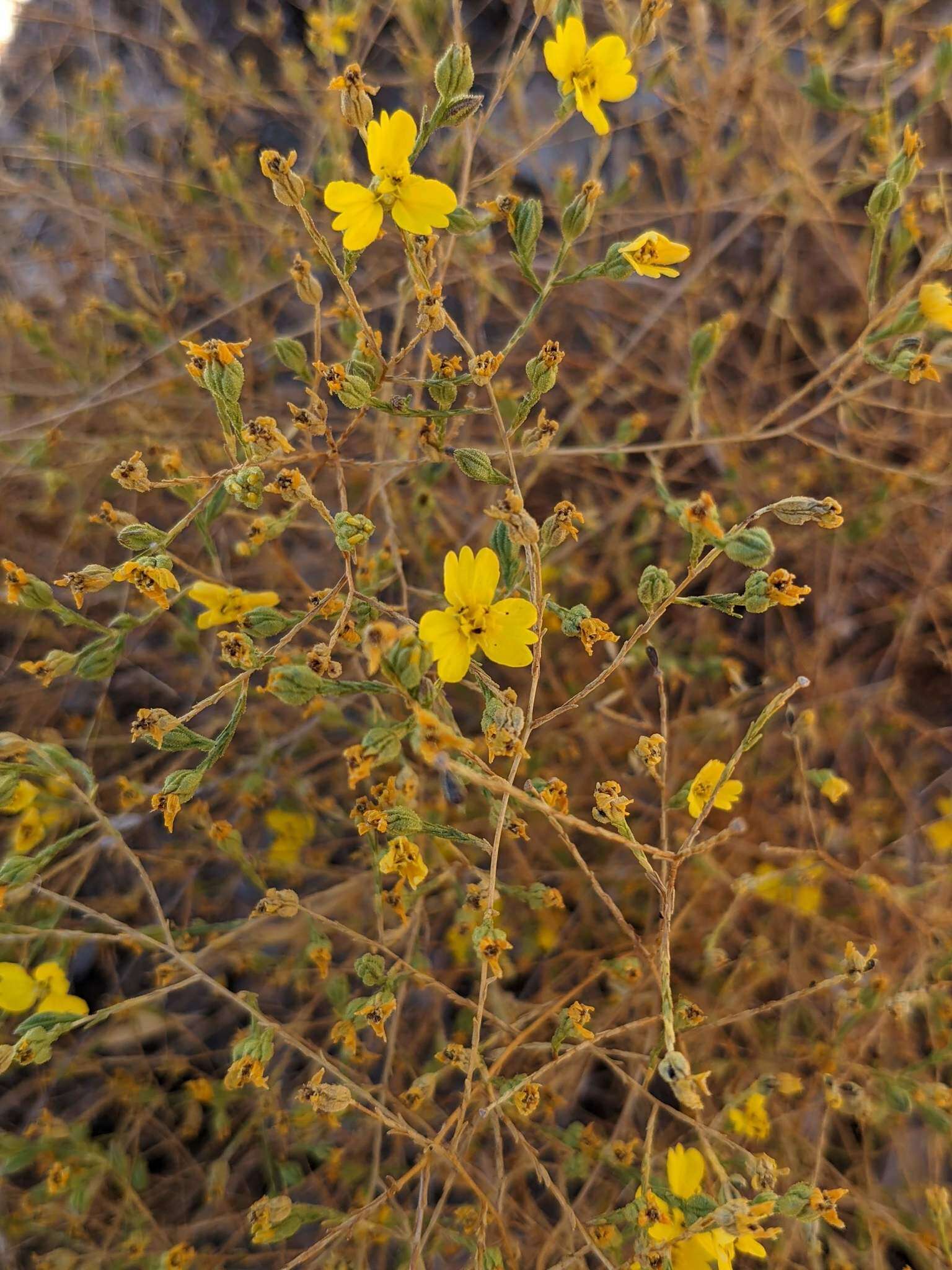 Image of threeray tarweed