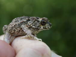 صورة Sclerophrys pusilla (Mertens 1937)