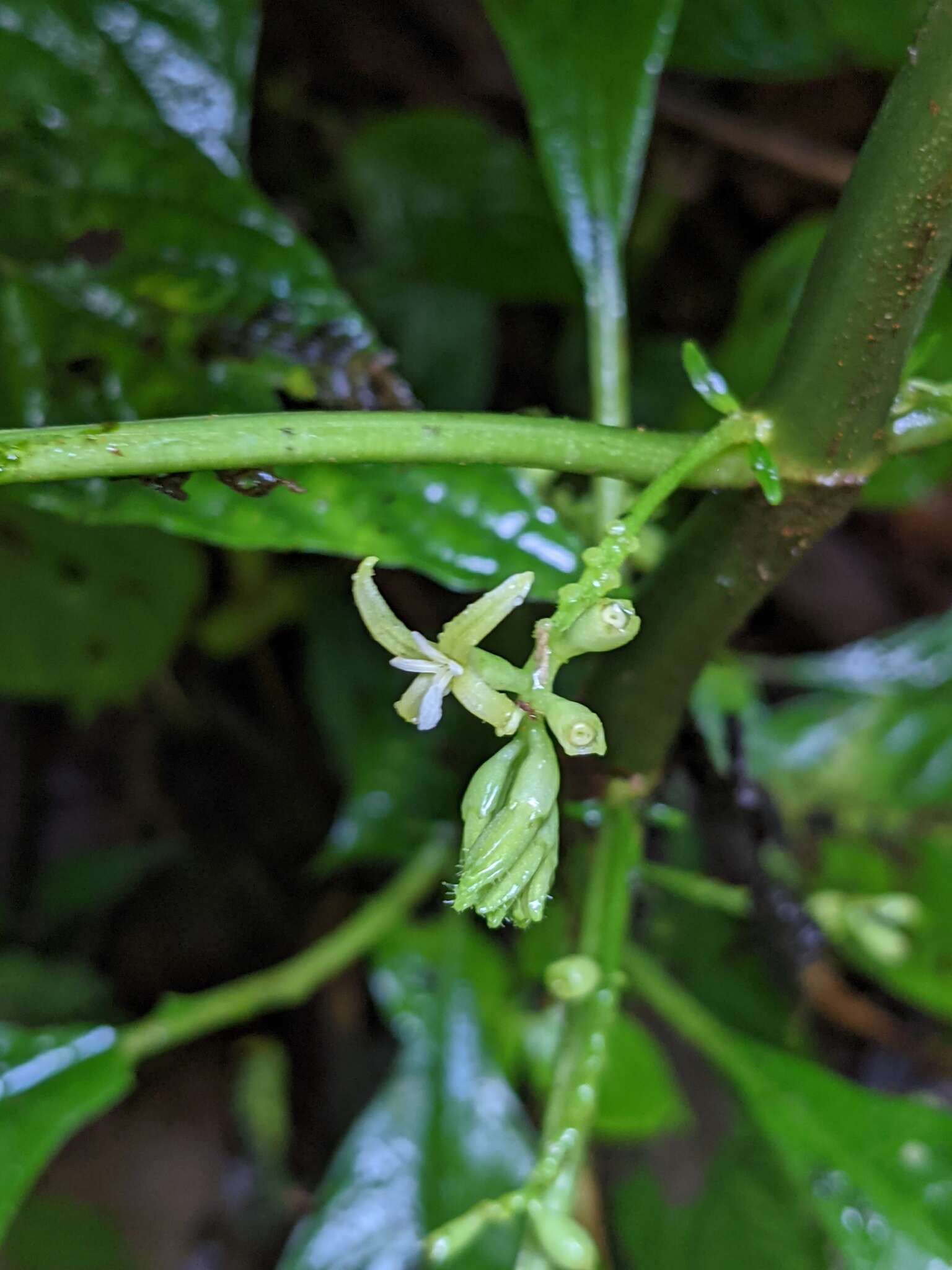 Image of Hoffmannia viridis Rusby