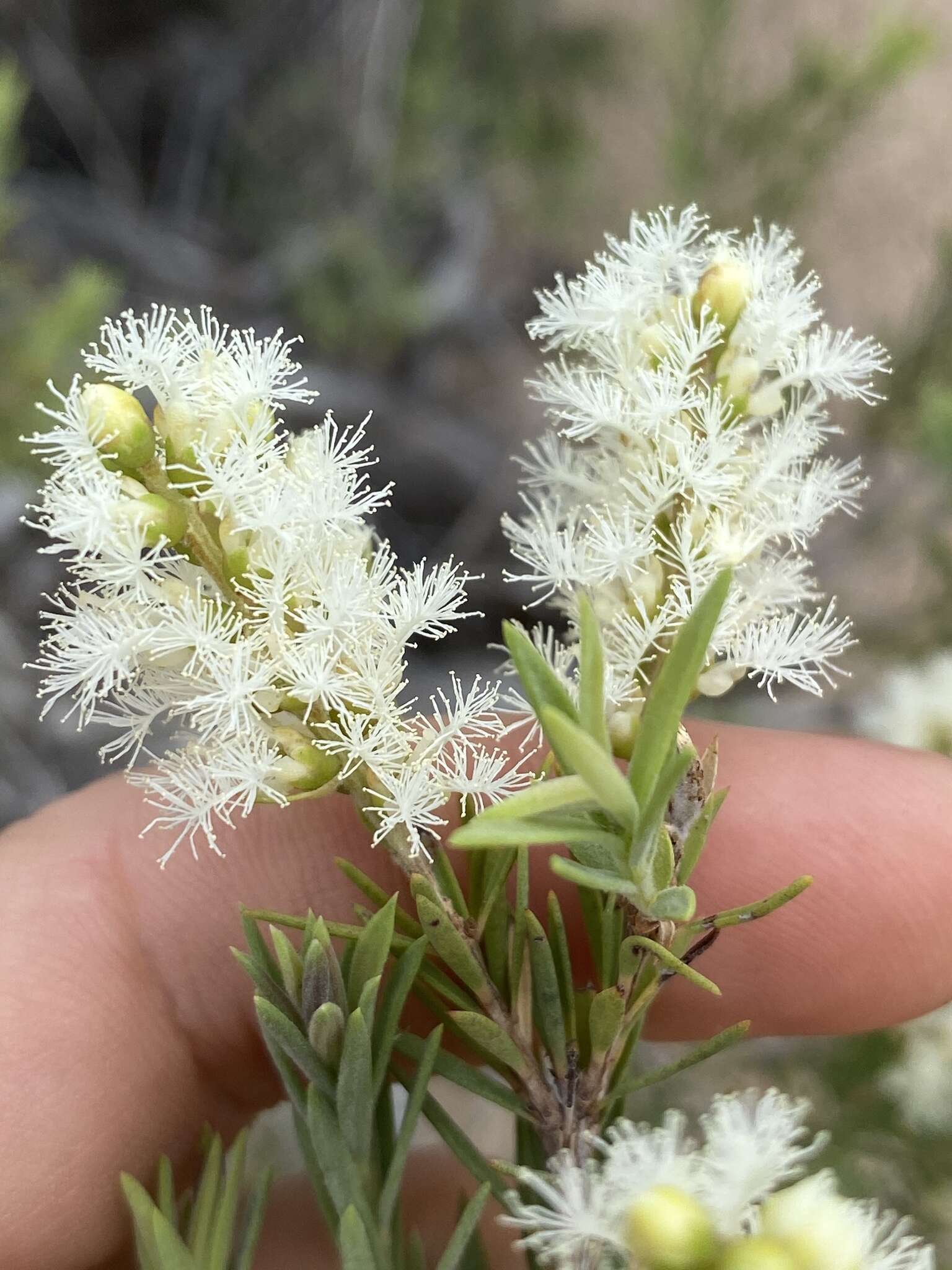 Image de Melaleuca trichostachya Lindl.