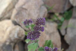 Image of Phacelia brachyantha Benth.