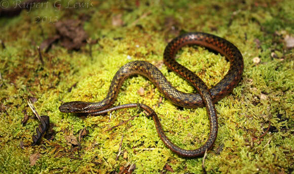 Image of Hebius sanguineus (Smedley 1932)