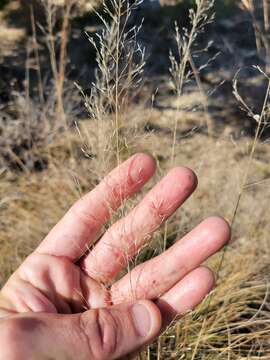 Muhlenbergia involuta Swallen resmi