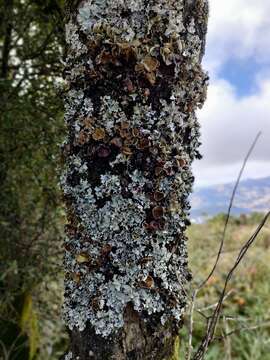 Sivun Parmotrema reparatum (Stirt.) O. Blanco, A. Crespo, Divakar, Elix & Lumbsch kuva