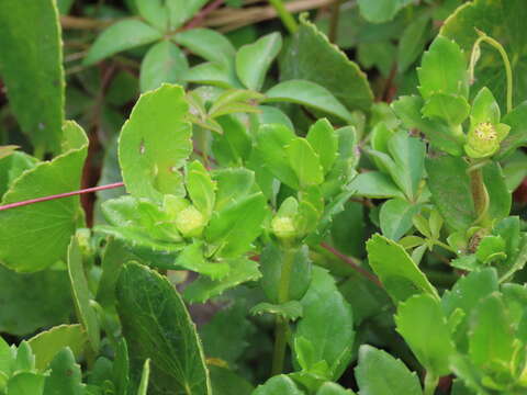 Image of Small-Ray Swampwort