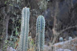 Image de Trichocereus macrogonus var. peruvianus