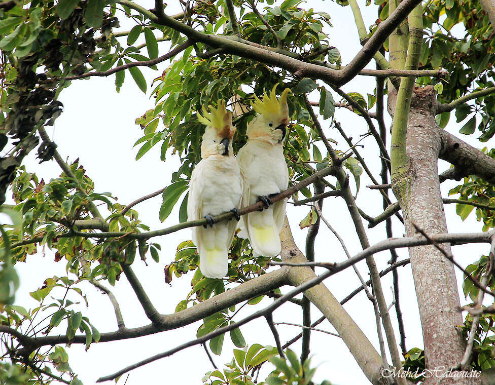 Sivun Cacatua sulphurea abbotti (Oberholser 1917) kuva