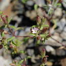 Image de Saponaria orientalis L.