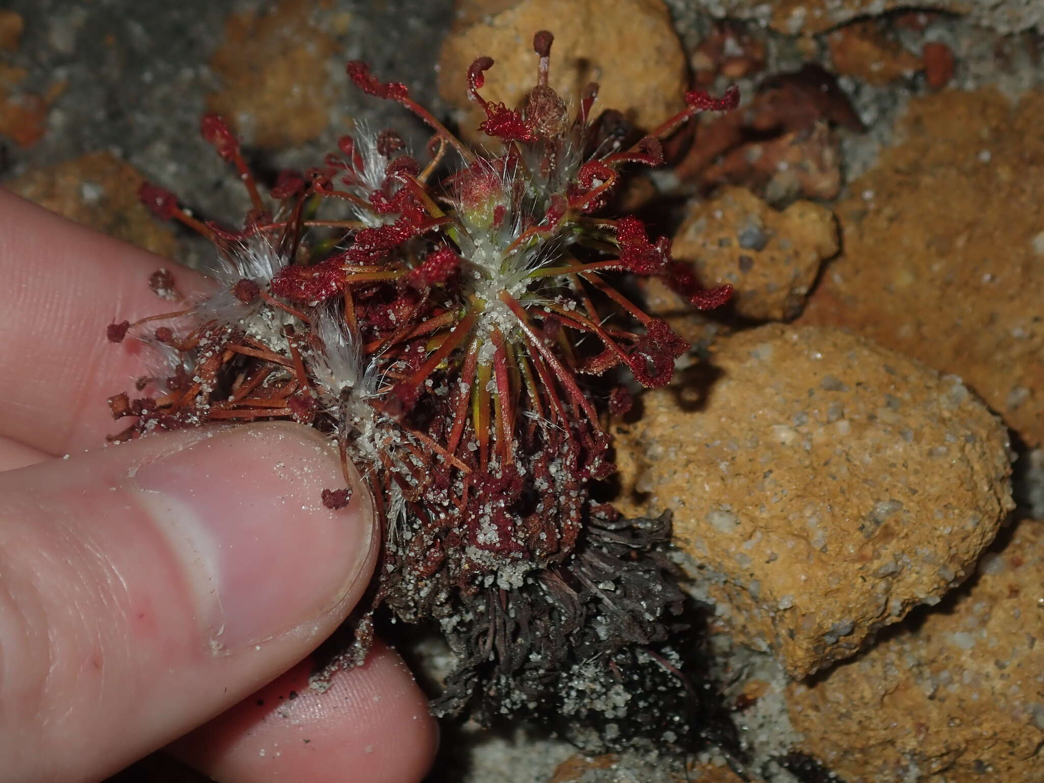 Image of Drosera barbigera Planch.