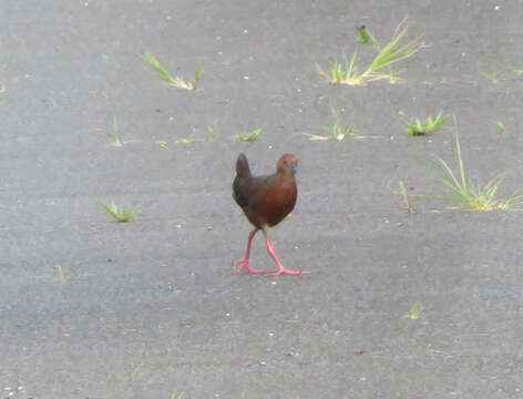 Image of Ruddy-breasted Crake