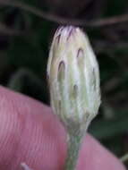 Image of Hypochaeris variegata (Lam.) Baker