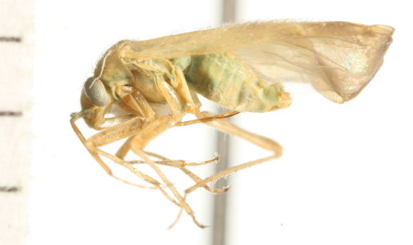Image of <i>Megalocoleus molliculus</i> (Fallén 1807)