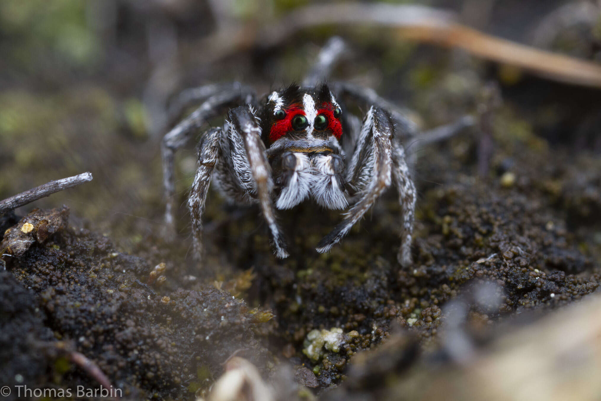 Image of Habronattus sansoni (Emerton 1915)