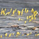 Image of Calocera australis McNabb 1965