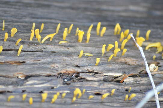 Image of Calocera australis McNabb 1965