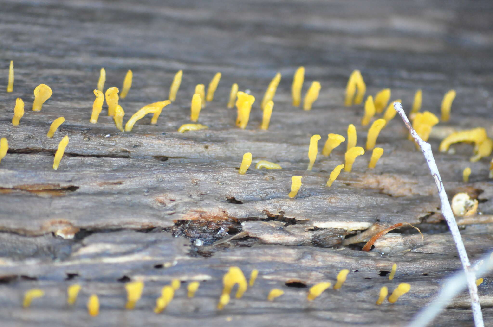 Image de Calocera australis McNabb 1965