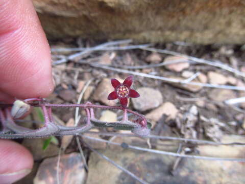 Image of Ceropegia swazica (R. A. Dyer) Bruyns