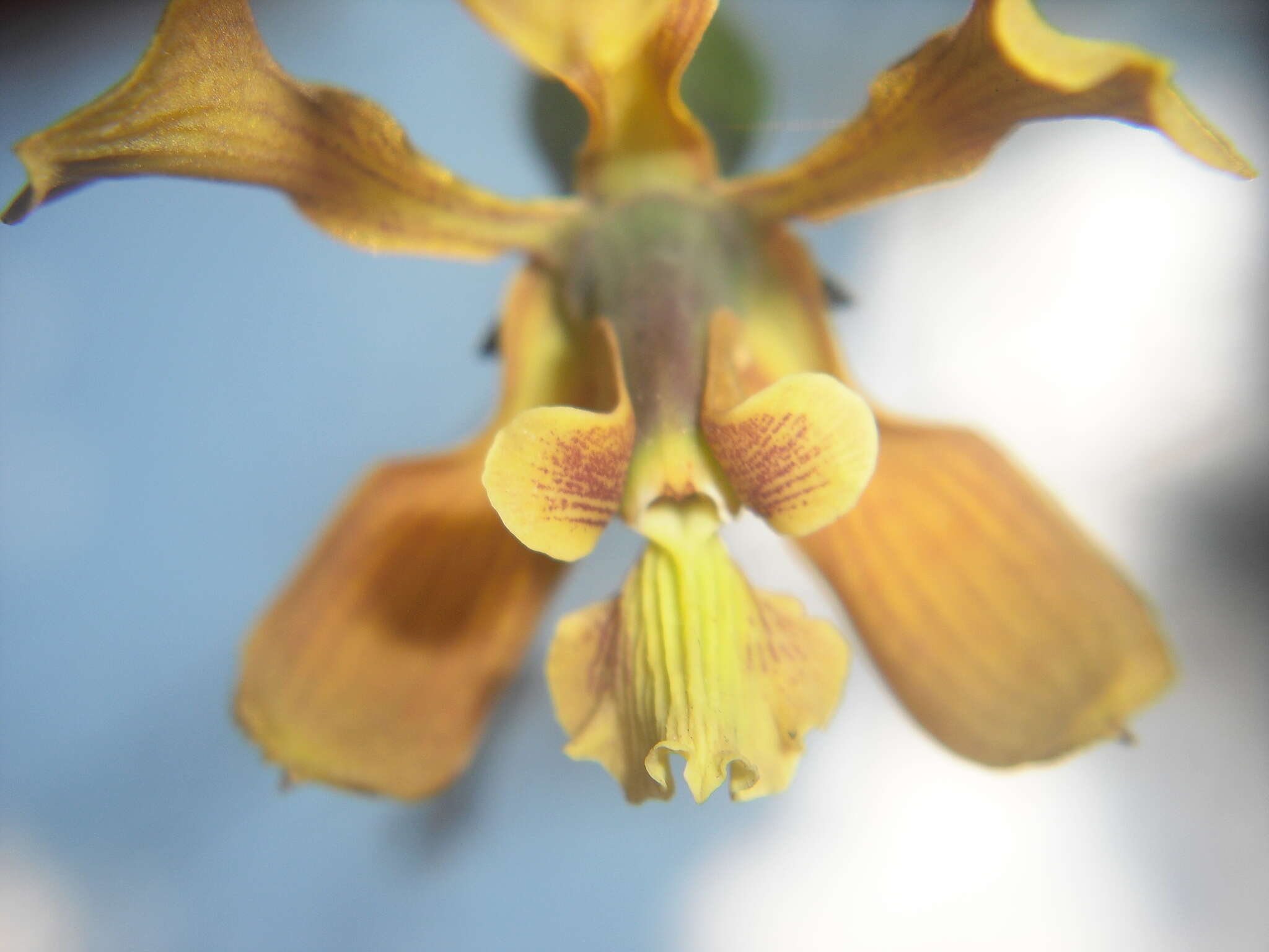 Слика од Encyclia diota (Lindl.) Schltr.