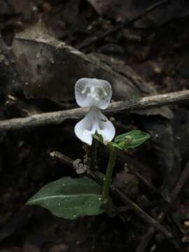 Image of Disperis oppositifolia var. mascarenensis Bosser