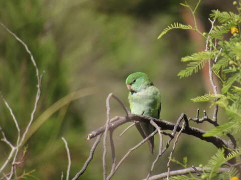 Image of Mountain Parakeet