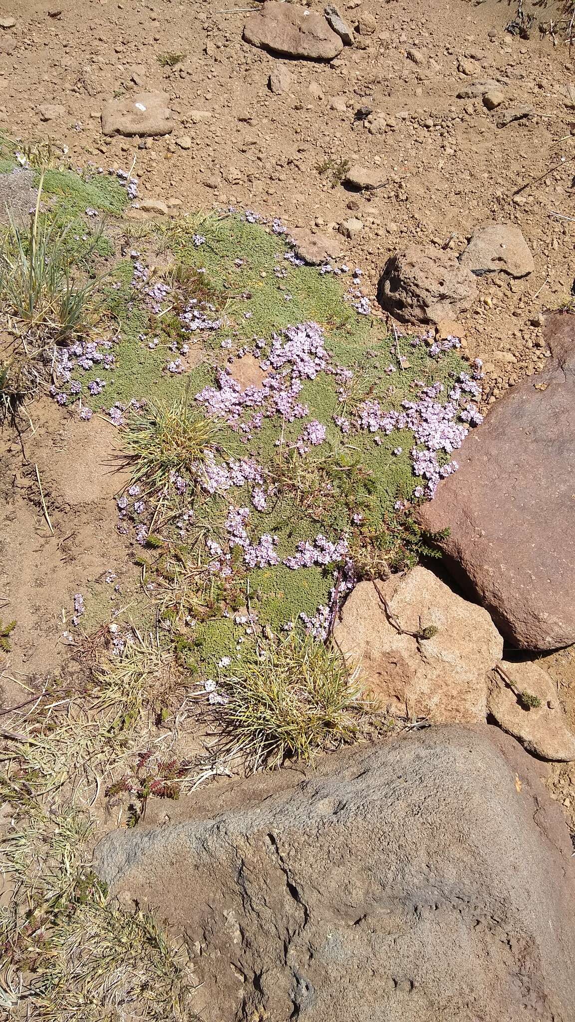 Sivun Junellia micrantha (Phil.) Moldenke kuva