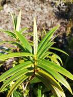 Image of Veronica corriganii (Carse) Garn.-Jones