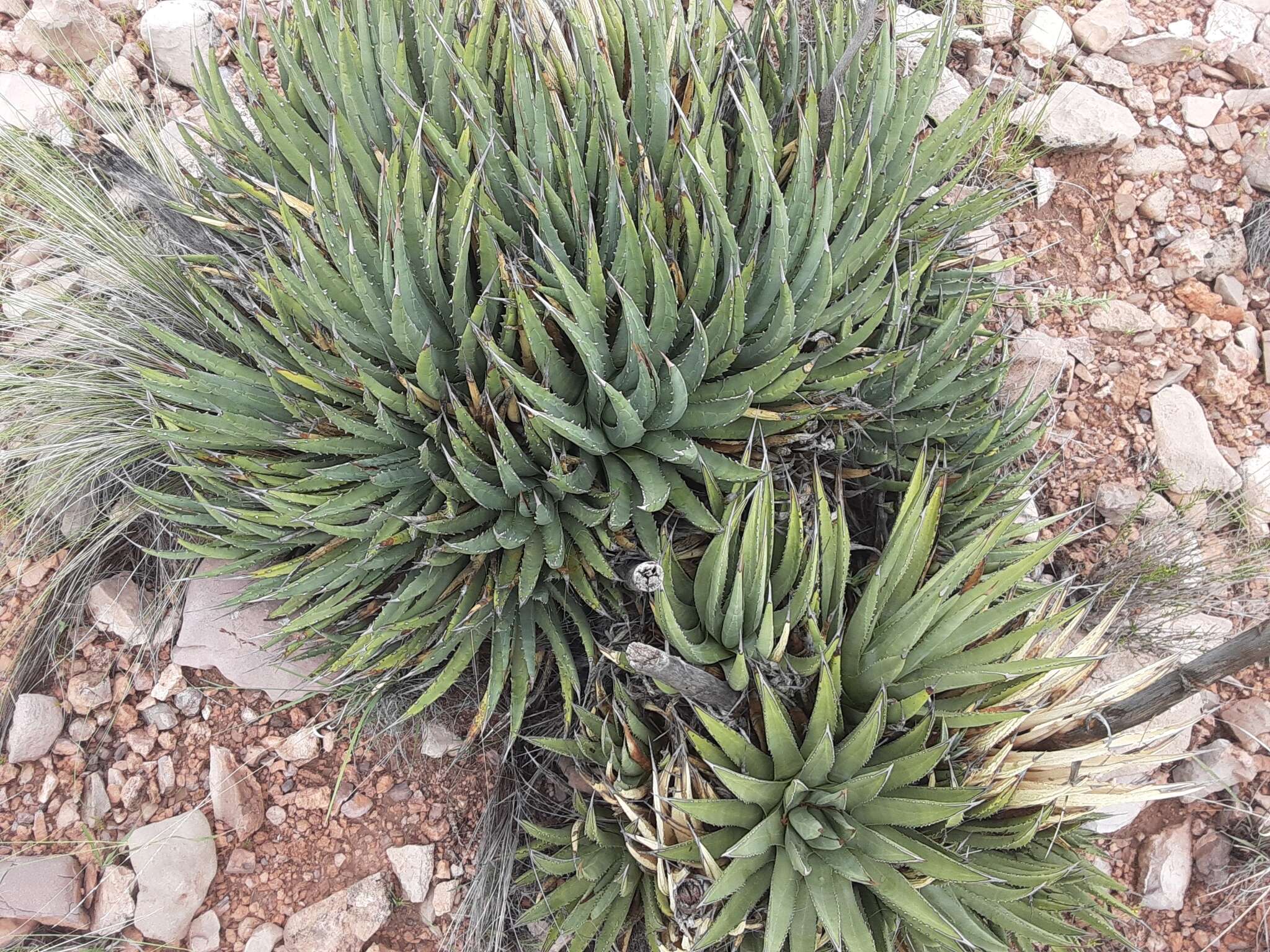 Слика од Agave utahensis subsp. utahensis