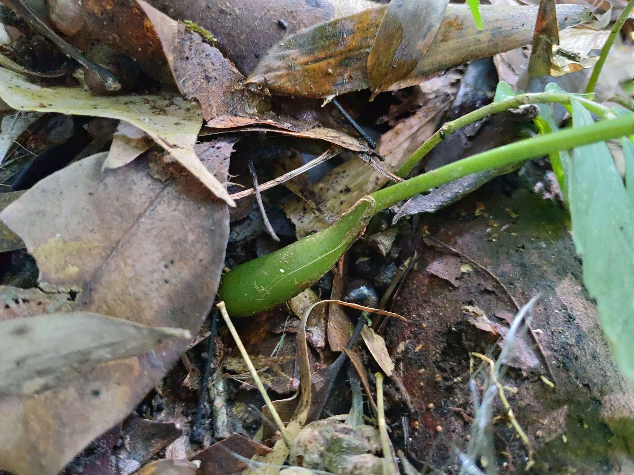 Chrysoglossum ornatum Blume的圖片