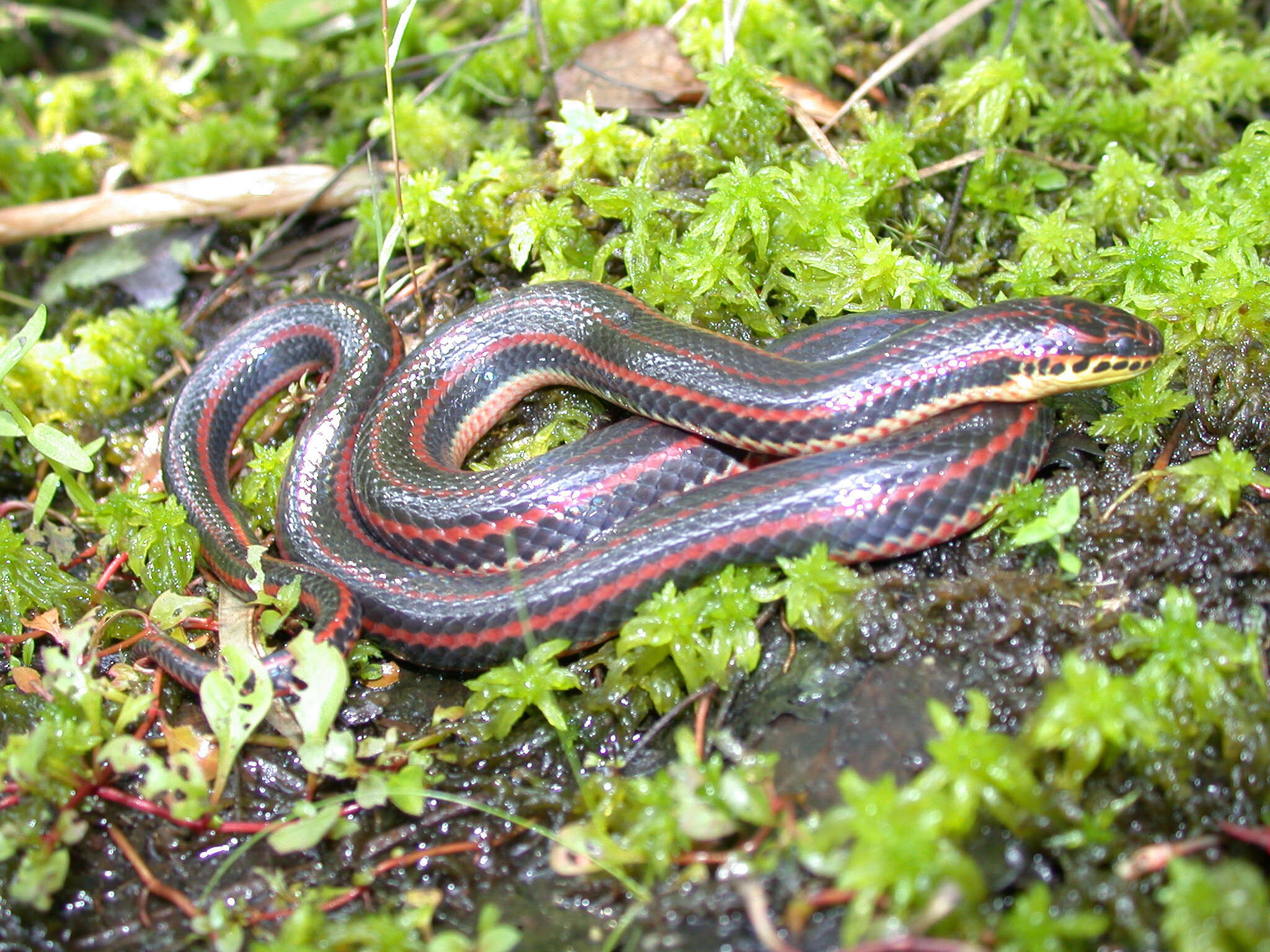 Image of Farancia erytrogramma erytrogramma (Palissot de Beauvois 1801)