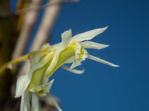 Image of Dendrobium kratense Kerr