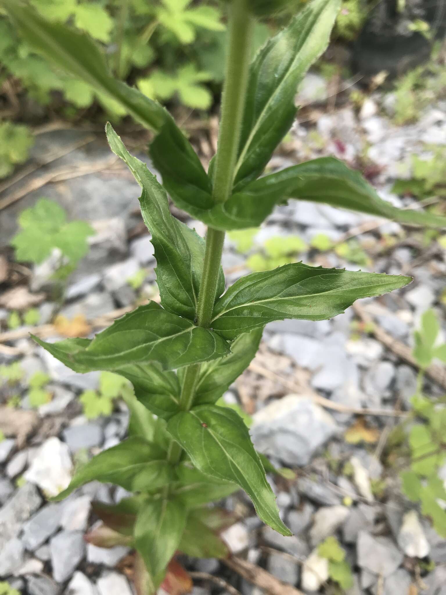 Image of Epilobium alpestre (Jacq.) Krocker