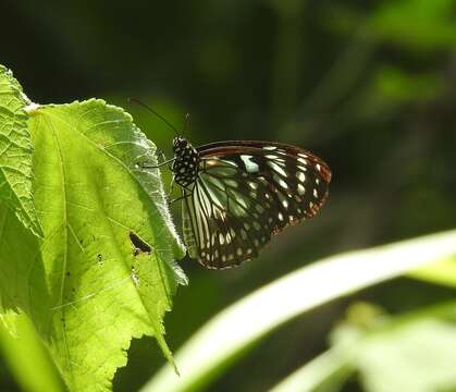 Image of <i>Tirumala hamata orientalis</i>