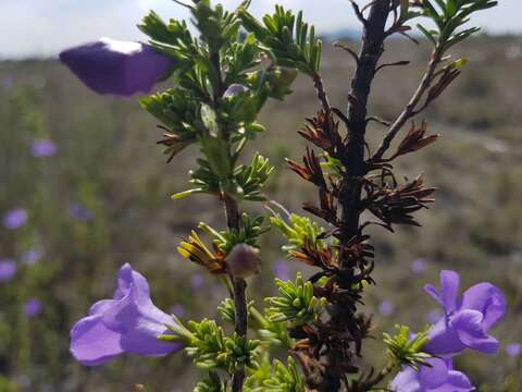 Image of Leucophyllum pringlei (Greenm.) Standley